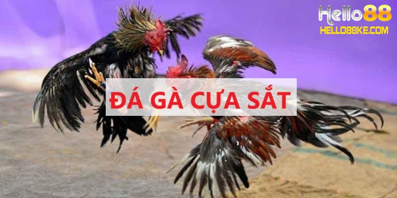 Đá gà cựa sắt là gì?